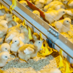 Как выращивать цыплят на ферме — Полезная информация
